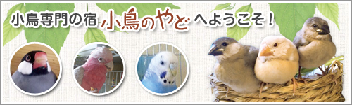 小鳥専門の宿　小鳥のやどへようこそ！